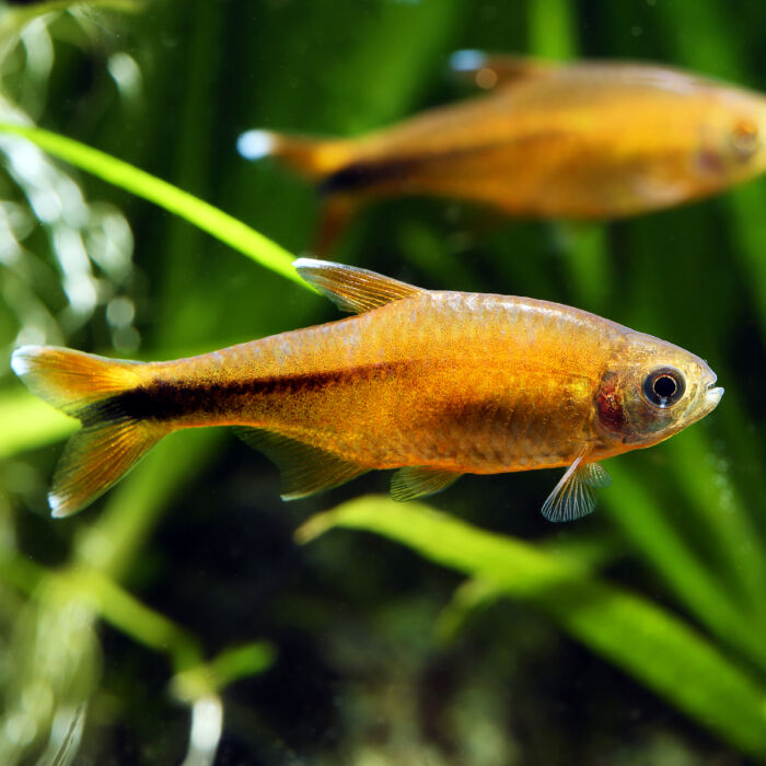 Kupfersalmler - Silvertip Tetra