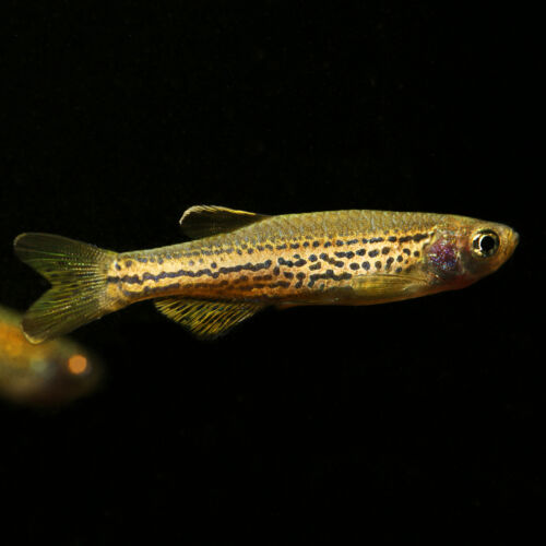 Leopardbärbling - Leopard Danio