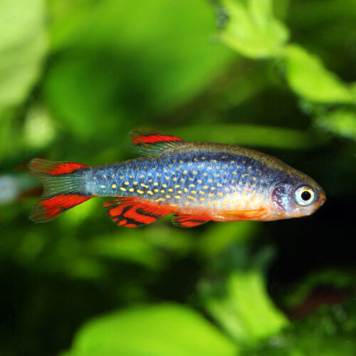 Perlhuhnbärbling - Galaxy Rasbora