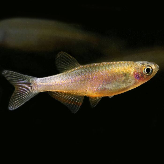 Rosenbärbling - Rose Danio