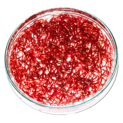 Rote Mückenlarven - Red Mosquito Larvae