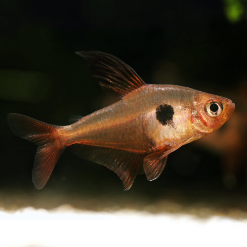 Roter Phantomsalmler - Red Phantom Tetra