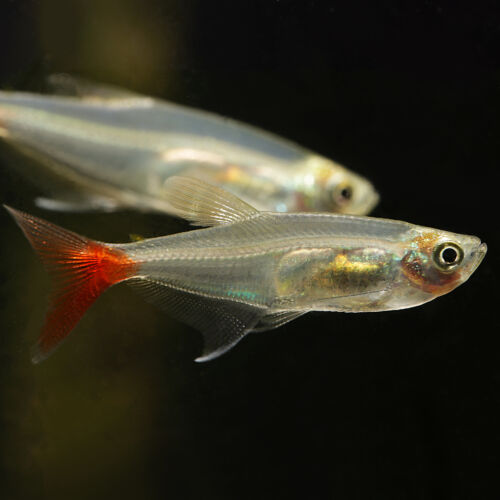 Rotflossen-Glassalmler - Glass Bloodfin Tetra