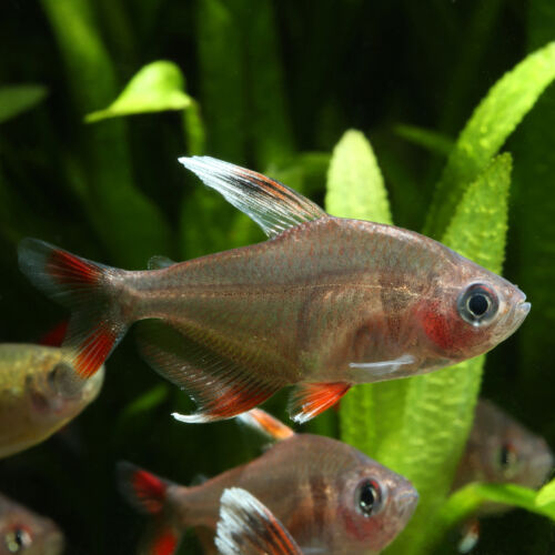 Schmucksalmler White Fin - White Fin Rosy Tetra