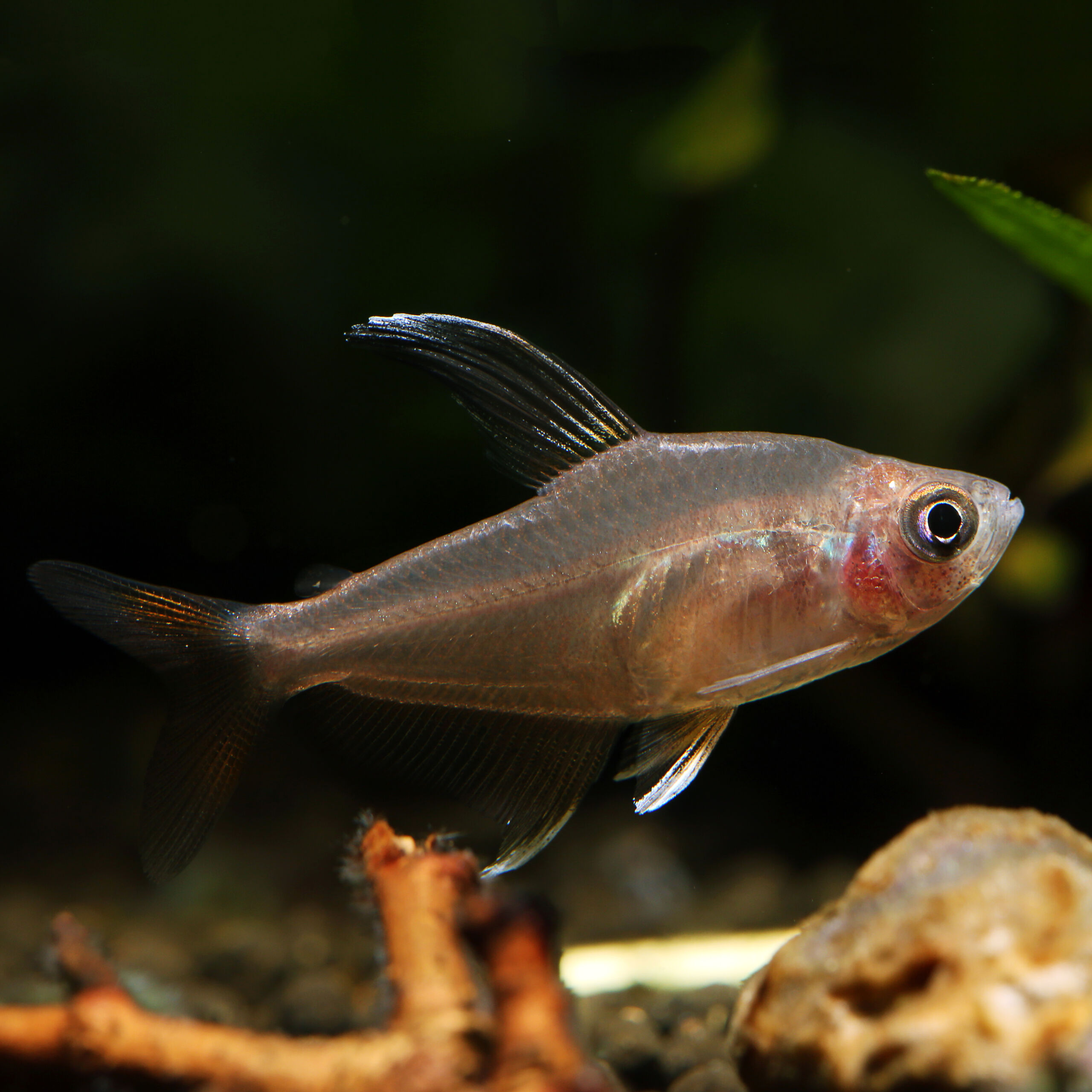 Schmucksalmler - Rosy Tetra