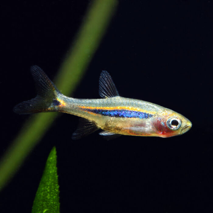 Schwanzfleckbärbling - Least Rasbora