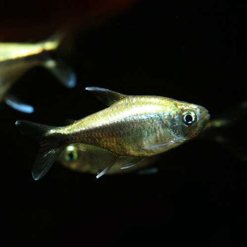 Sonnensalmler - Golden Tetra