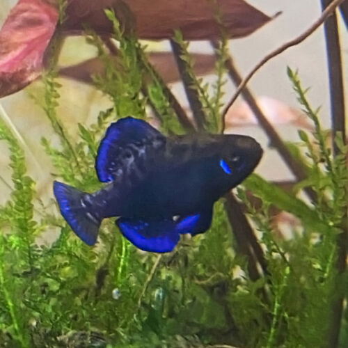 Golfküsten-Zwergschwarzbarsch - Gulf Coast Pygmy Sunfish