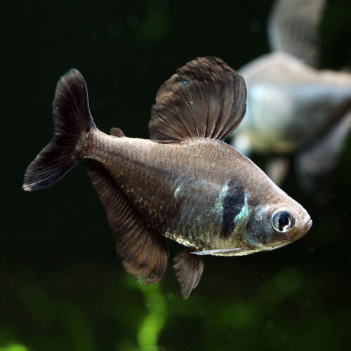 Schwarzer Phantomsalmler - Black Phantom Tetra