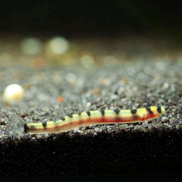 Zwergdornauge - Dwarf Kuhli Loach