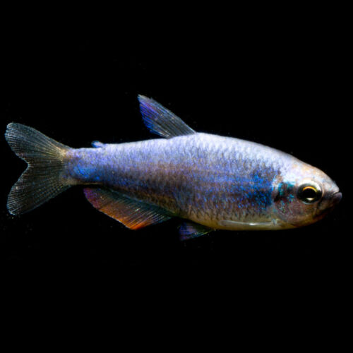 Königssalmler super blue - Royal Tetra