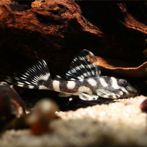 Königstiger-Harnischwels - King Tiger Pleco