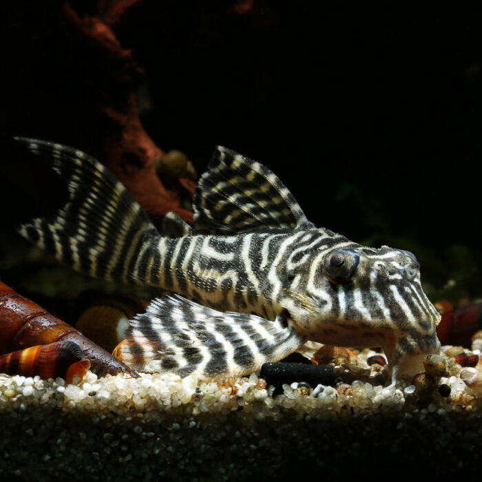 Königstiger-Harnischwels - King Tiger Pleco