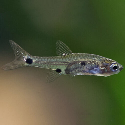 Microrasbora - Three-spotted Dwarf Minnow