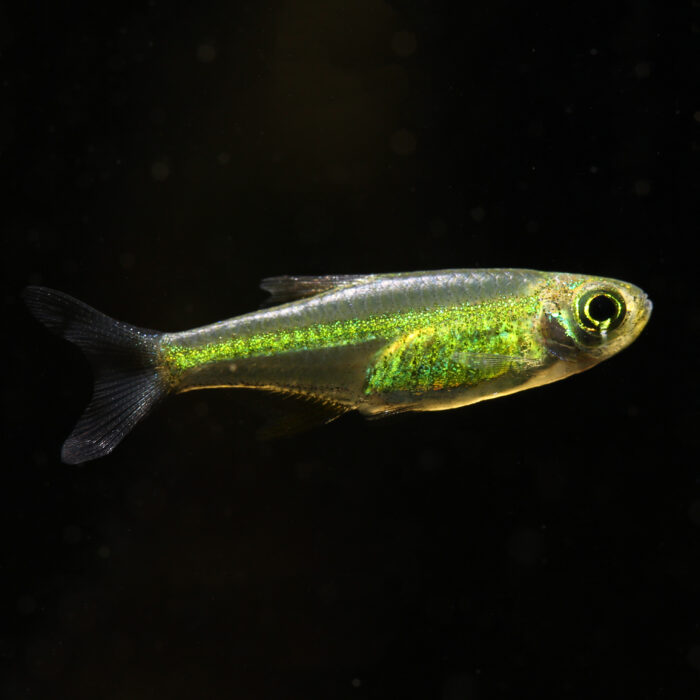 Smaragd-Zwergrasbora - Green Neon Rasbora