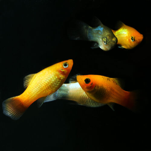 Platy Mix