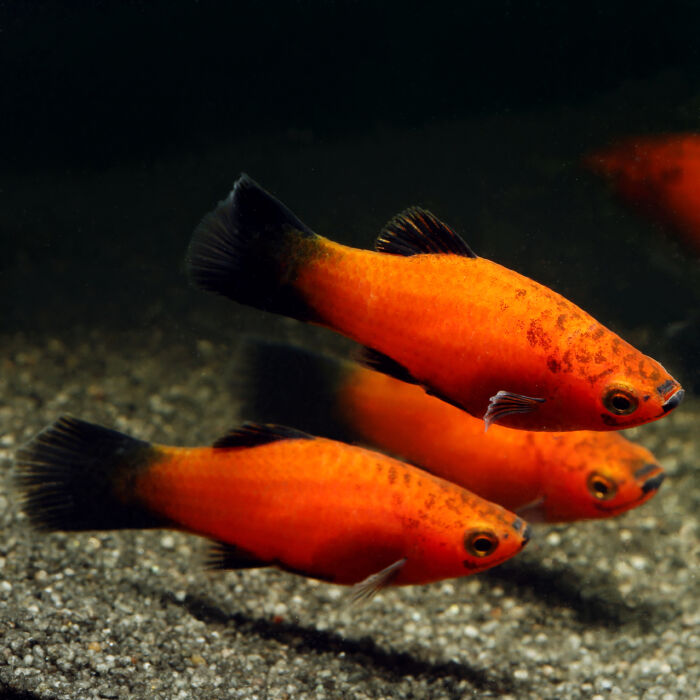 Platy Mix 2 scaled - Garnelaxia