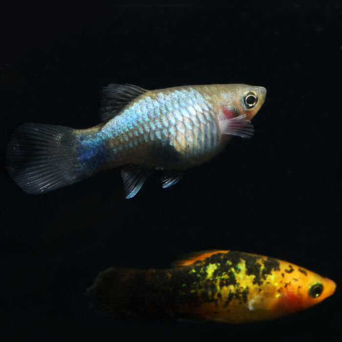 Platy Mix 3 scaled - Garnelaxia