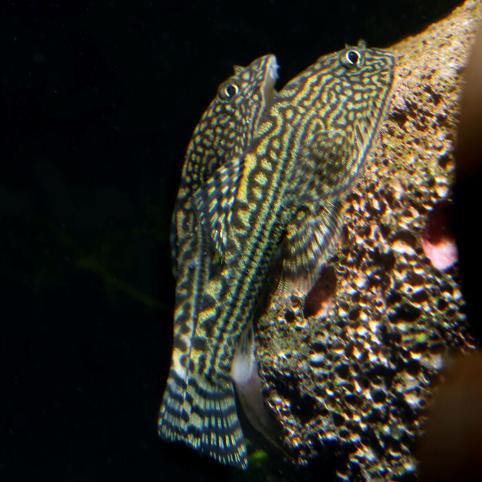 Prachtflossensauger - Reticulated Hillstream Loach