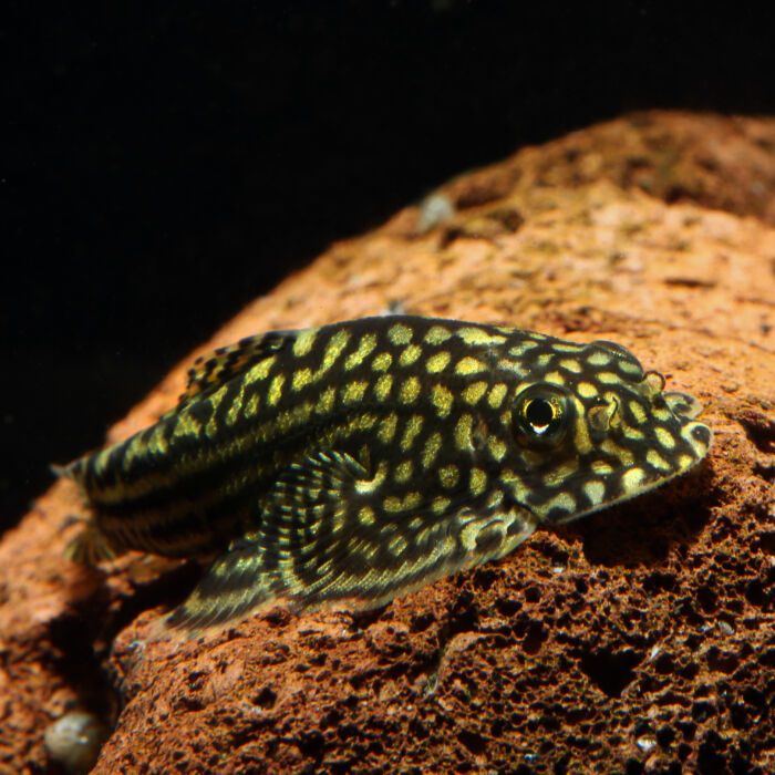 Prachtflossensauger - Reticulated Hillstream Loach