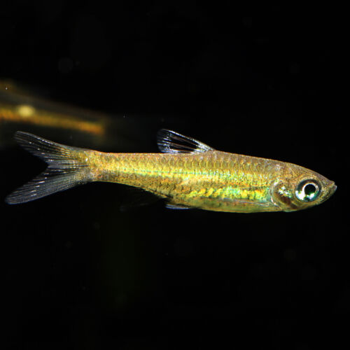 Kleiner Leuchtaugenbärbling - Emerald Eye Rasbora