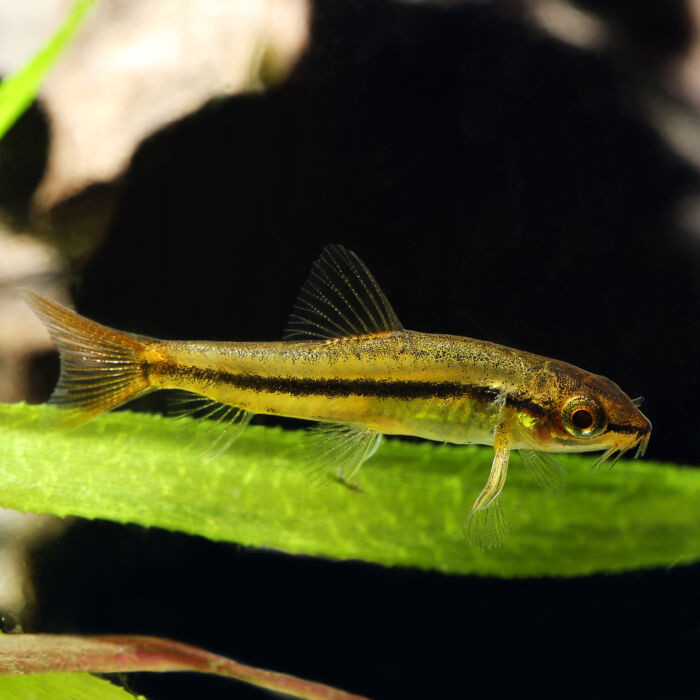 Rote Zwergschmerle - Rosy Loach