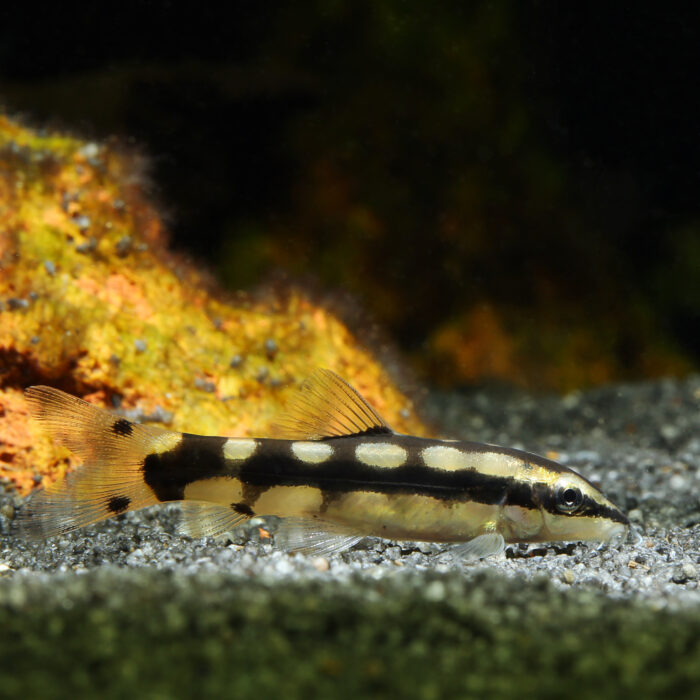 Schachbrettschmerle - Dwarf Chain Loach