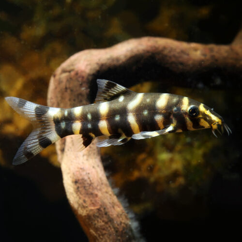 Sternchenschmerle - Polka Dot Loach