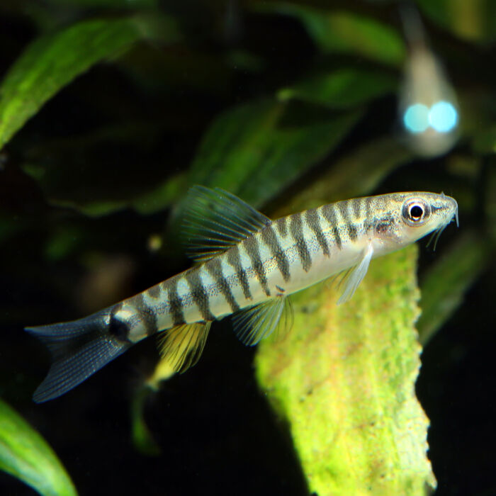 Tigerzwergschmerle - Hovering Zebra Loach