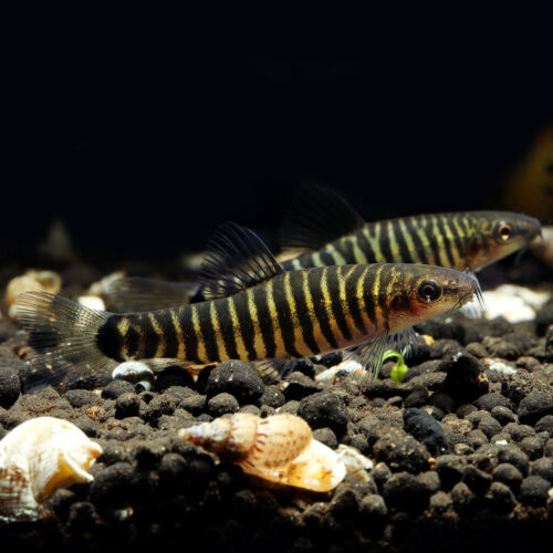 Tigerzwergschmerle - Hovering Zebra Loach