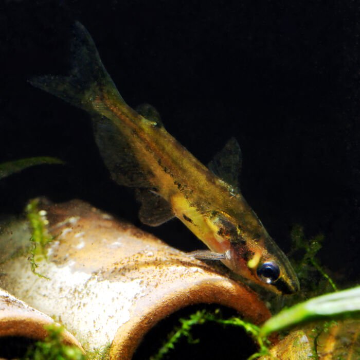 Zwergstachelwels - Shadow Catfish