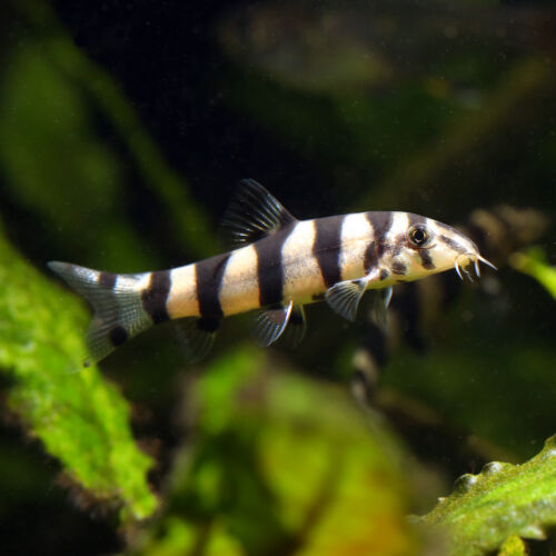 Sternchenschmerle - Polka Dot Loach