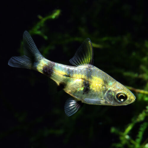 Fleckenbarbe - Golden Dwarf Barb