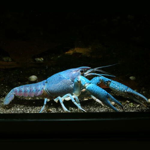 Floridakrebs - Everglades Crayfish