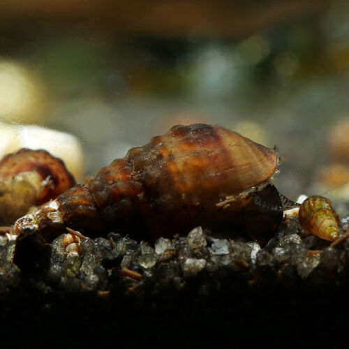 Genoppte Turmdeckelschnecke - Spike Tail Malayan Trumpet Snail