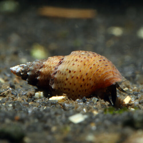 Gestachelte Turmdeckelschnecke - Prambanan Snail