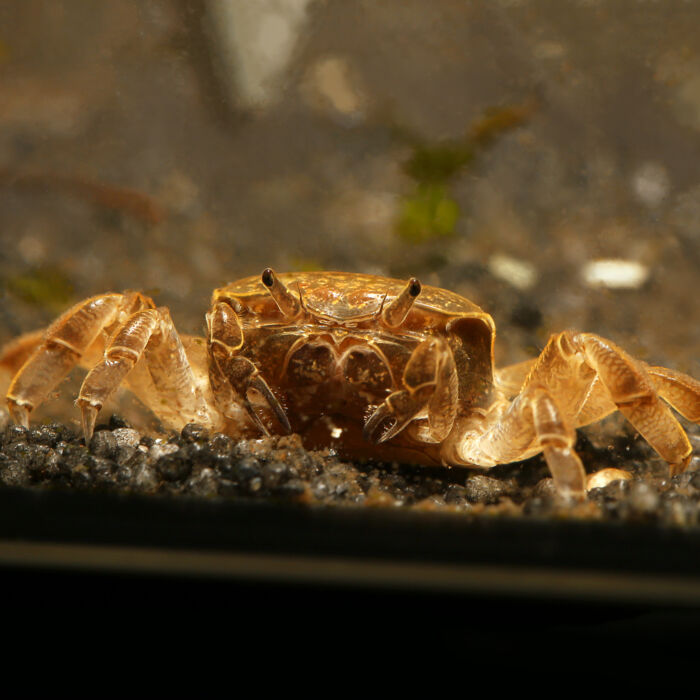 Ghost-Zwergkrabbe - Dwarf Ghost Crab