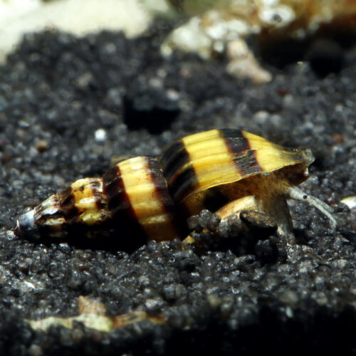 Helena Raubschnecke - Assassin Snail