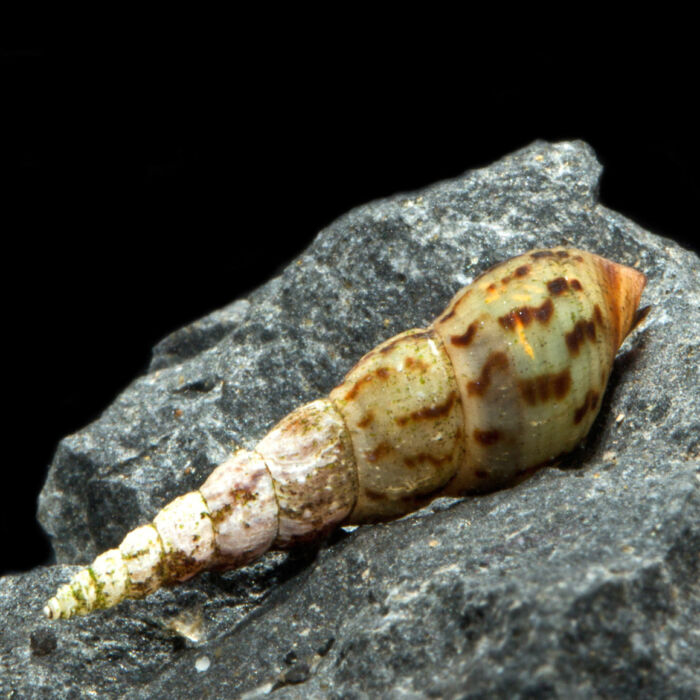 Malaiische Turmdeckelschnecke - Malaysian Trumpet Snail