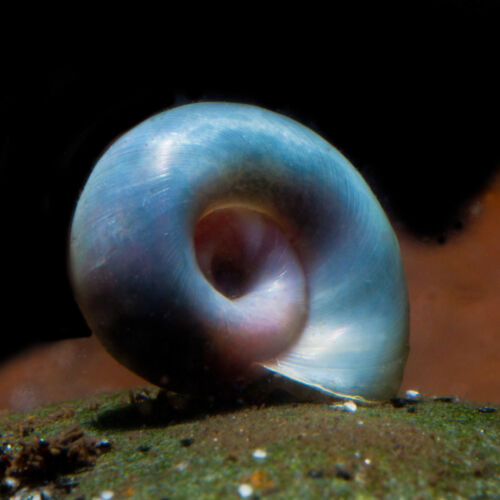 Blaue Posthornschnecke - Blue Ramshorn Snail