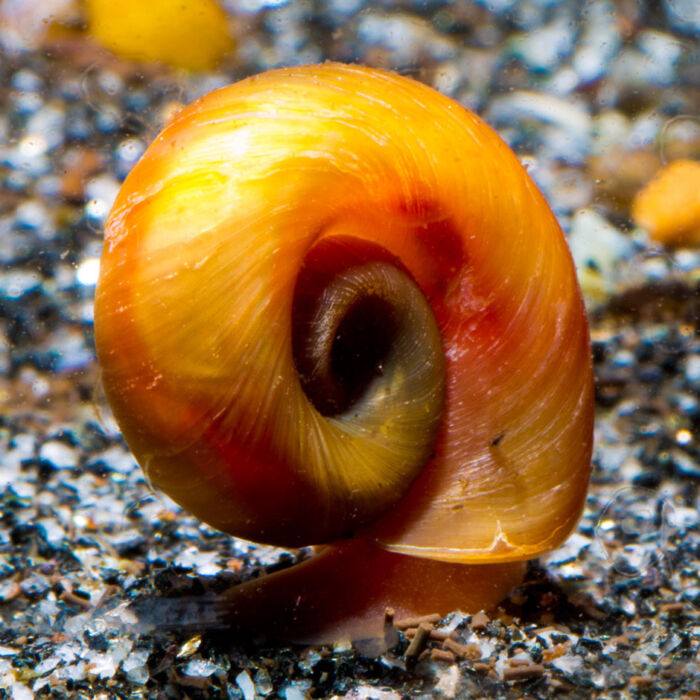 Orange Posthornschnecke - Orange Ramshorn Snail