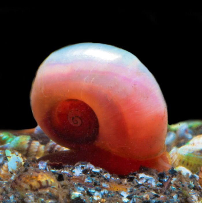 Rosa Posthornschnecke - Pink Ramshorn Snail