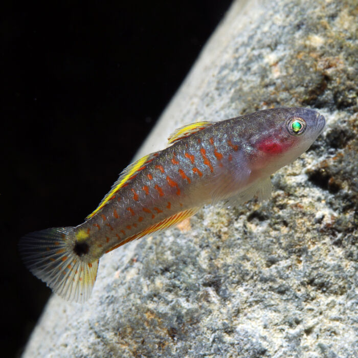 Pastellgrundel - Peacock Goby