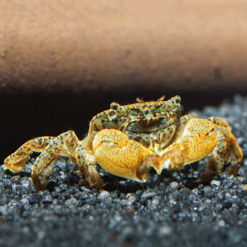 Pompom-Krabbe - Pom Pom Crab