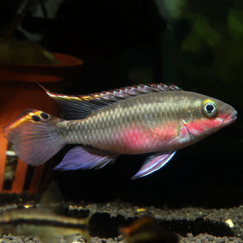 Purpurprachtbarsch - Kribensis Cichlid