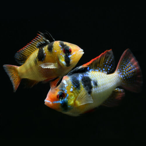 Schmetterlingsbuntbarsch - Ram Cichlid