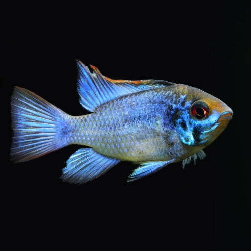 Ramirezi Electric Blue Ram Cichlid