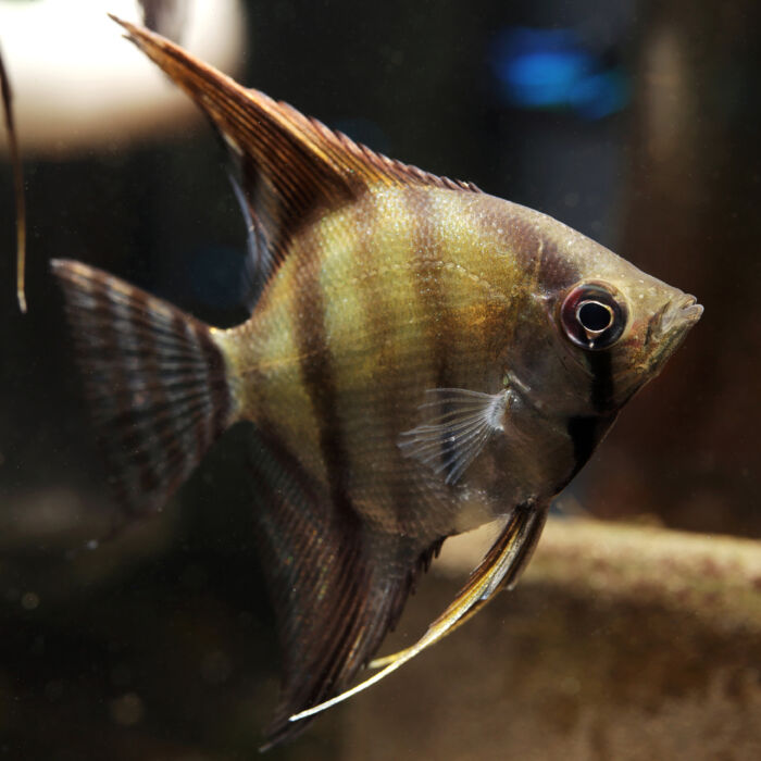 Skalar - Freshwater Angelfish