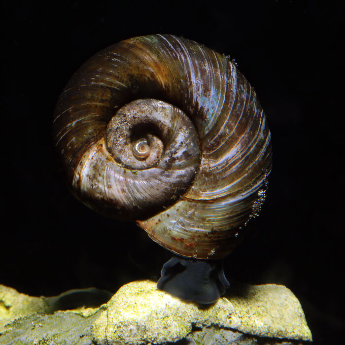 Teich-Posthornschnecke - Great Ramshorn