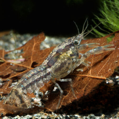 Texanus Zwergkrebs - Texanus Dwarf Crayfish